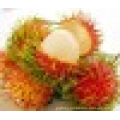 FRESH RAMBUTAN EXPORTER - HIGH QUALITY - BEST PRICE